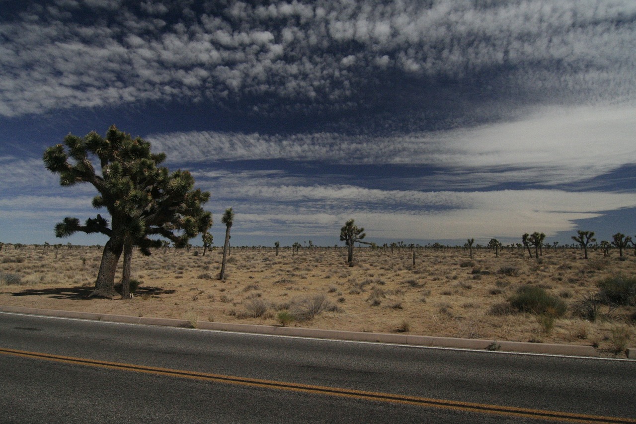 The Ultimate Guide to Rock Climbing in Joshua Tree